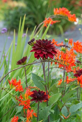 Crocosmia, Crocosmias, Companion Plants. Best Crocosmia, Best Crocosmias, Best Montbretia, Crocosmia x Crocosmiiflora, Montbretia, Coppertips, Falling Stars,